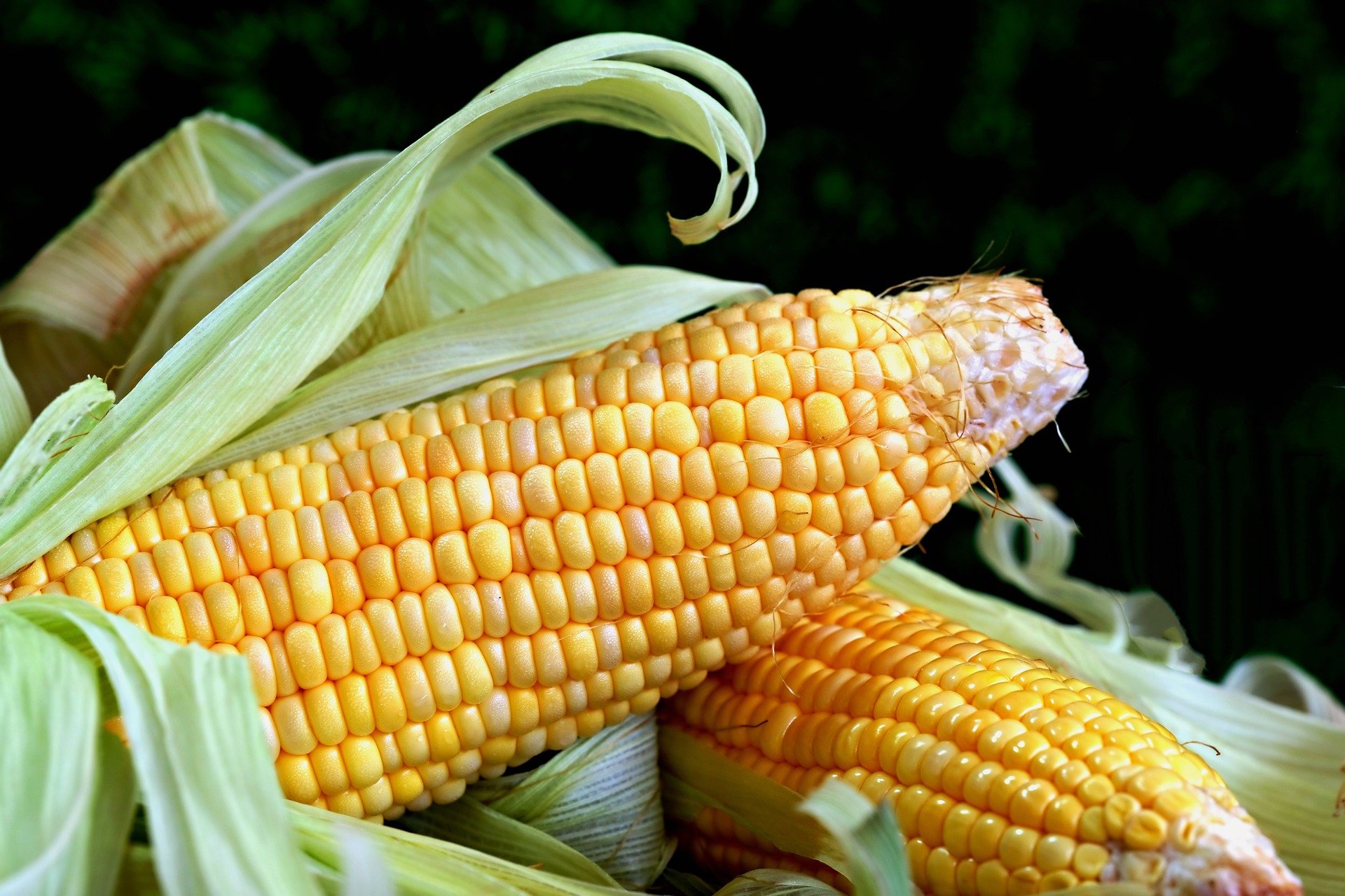 Picture of a cob of corn