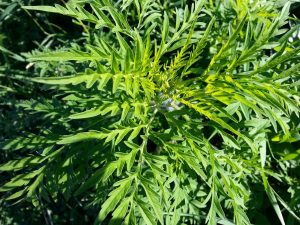Giant Ragweed Control Research Summary – (2018-2023)