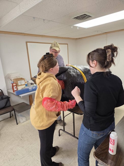 Two adult volunteers encourage a youth who is attempting to pull a calf dummy out from a cow model.